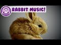 Musique pour les lapins calmez et apaisez votre lapin et arrtez lanxit