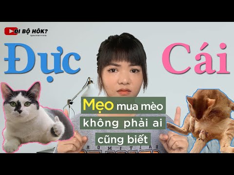 Video: Cách chọn mèo phù hợp