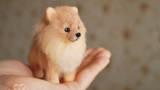 Pomeranian Spitz by Ani P. 16,698 views 8 years ago 50 seconds