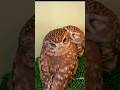 Rallies = Late-Night Hooting #ge2025 #owls #singaporepolitics #voting #rally