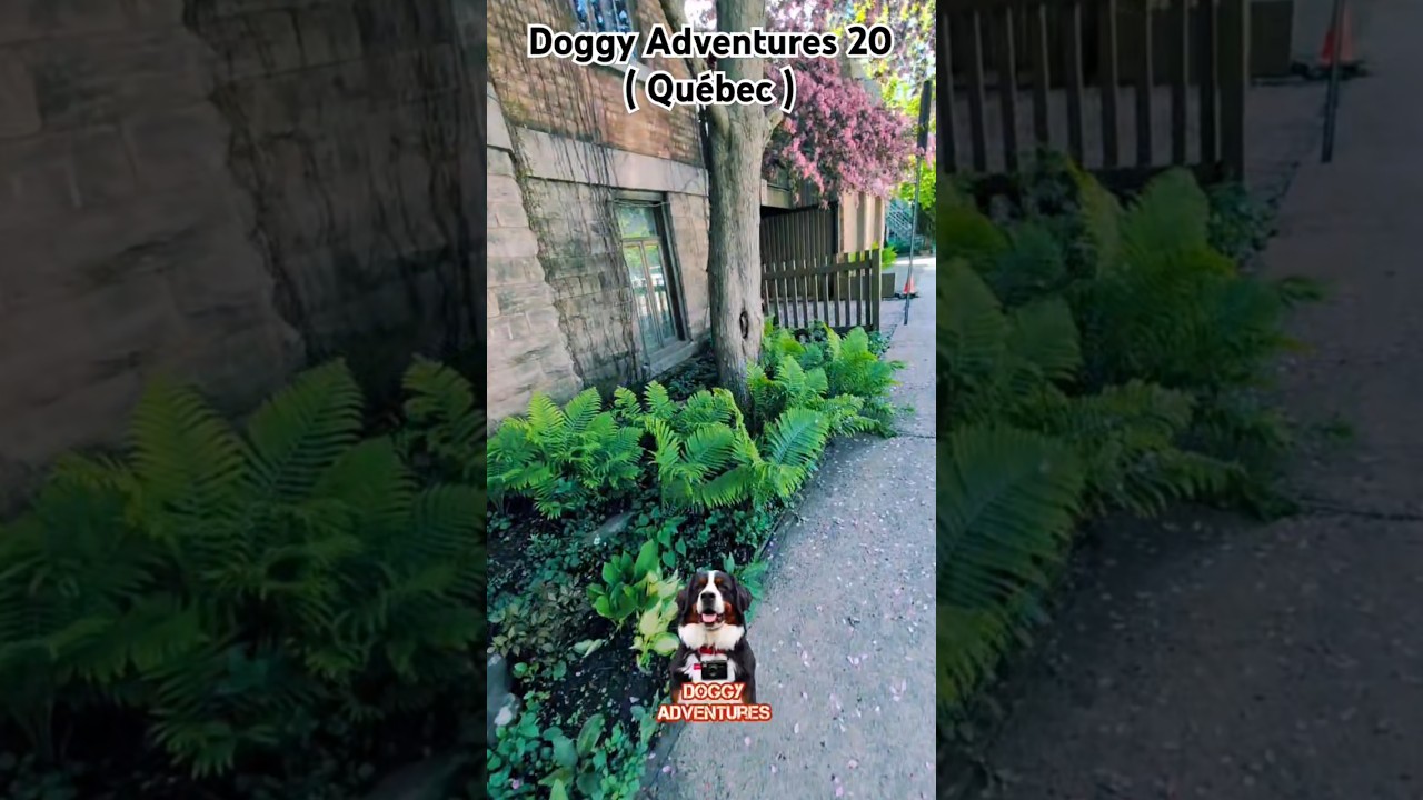 Doggy Adventures ( Short 20 / Qu&eacute;bec ) #aventurecanine #chienamusant #chien #chienfid&egrave;le #doglife