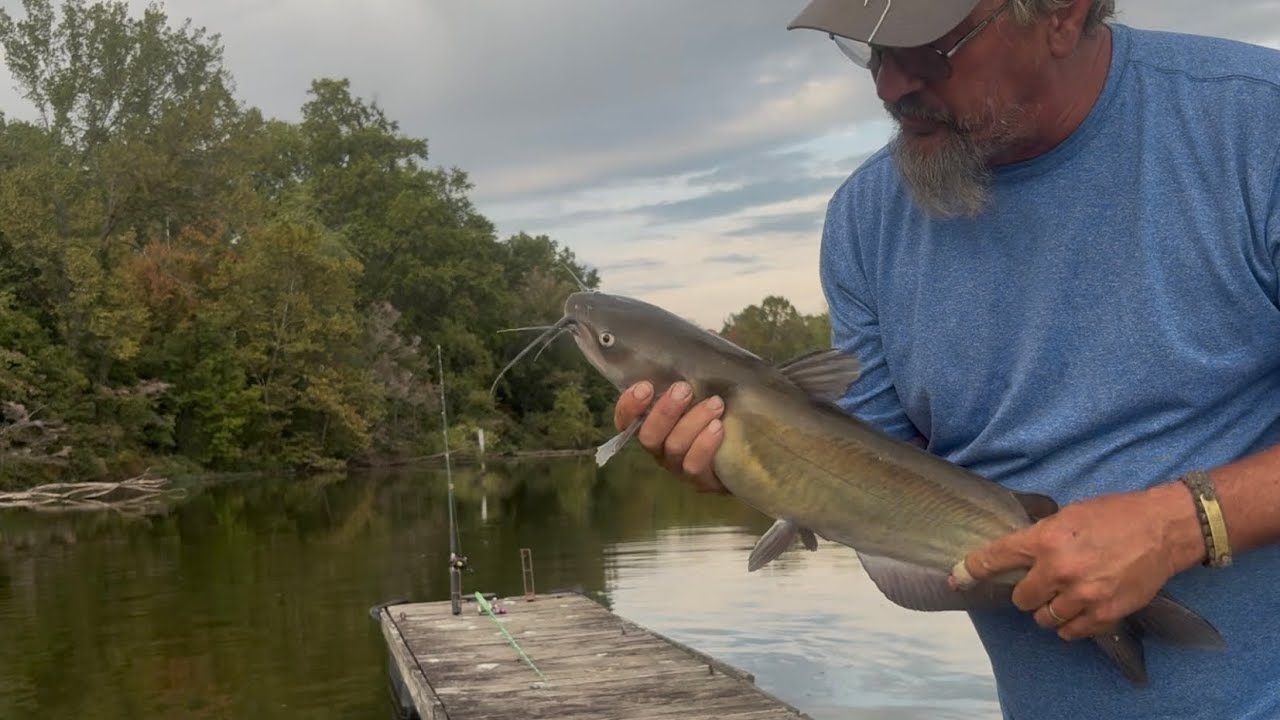 Супермелководные канальные кошки 