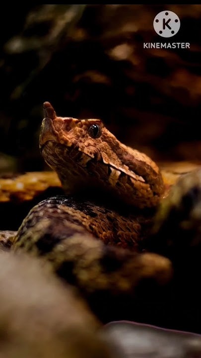 which-animal-has-killed-the-most-humans-youtube