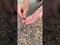 Did Ashby find a modern sand tiger shark tooth on the beach?! 🦈🐚  #fossils