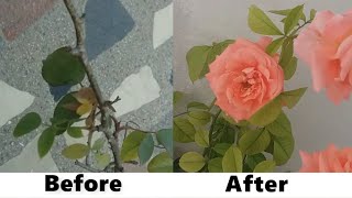 236- How To Cure Scale Disease On Rose Plants