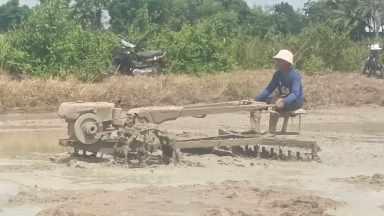 Rice Farming in Action: Plowing Through Mud | Traditional Field Preparation