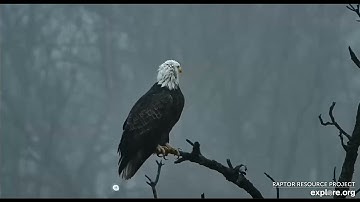 Decorah Hatchery Eagles Nestorations and close ups