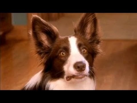 Video: Gas Bei Hunden - Hund Furzen - Furzen Hunde?