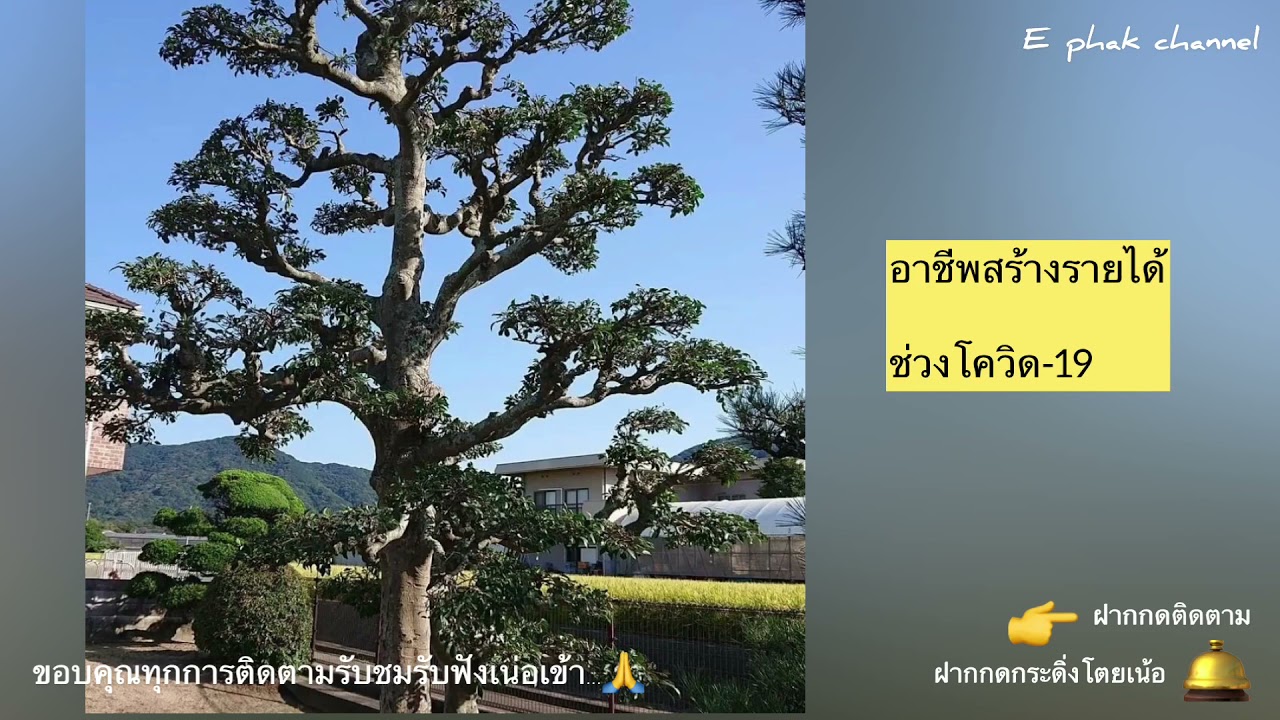 สร้างอาชีพ สร้างรายได้...ยุคโควิด