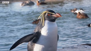 Can Penguins Fly? | Weird Animal Searches | BBC Earth Kids