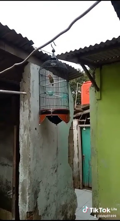 baby Lovebird ekek   #kicaumania #lovebirds