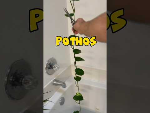 Video: Poda de plantas de interior Pothos: aprenda a podar un Pothos en interiores