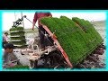 Как выращивают рис в Японии