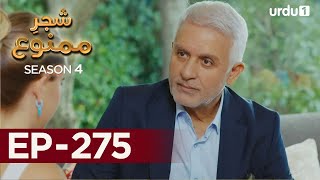 Shajar-e-Mamnu | Episode 275 | Turkish Drama  | Forbidden Fruit | Urdu Dubbing | 29 December 2021