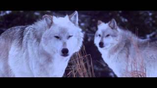 The Long Dark Trailer The Long Dark Trailer