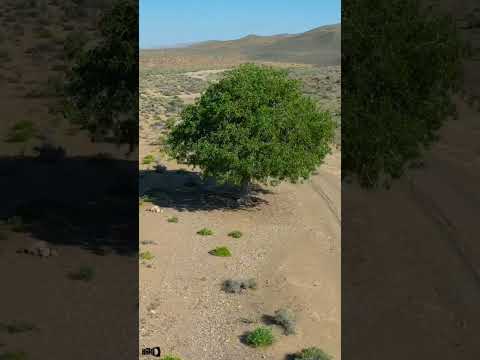 می شود ساعت ها با این فیلم گریه کرد و کتاب ها در وصف این درخت نوشت ایران طبیعت