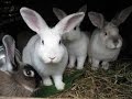 Cómo criar Conejos, Cunicultura - TvAgro por Juan Gonzalo Angel