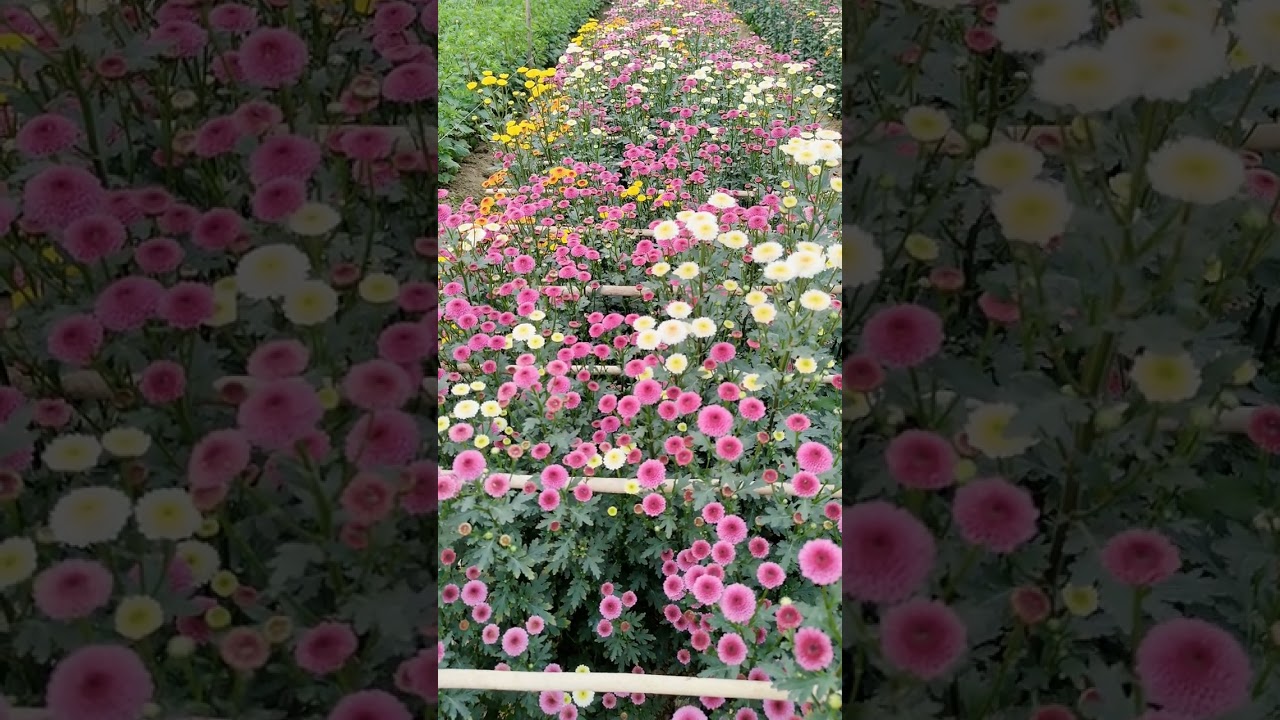 রানাঘাট চাপরা ফুলের বাগান কী ফুল হয়েছে Ranaghat Flower Valley Chapra ২০২৫ 