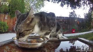 Backyard Cats Invading My Yard – Ring Camera Footage