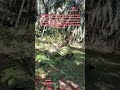 POV:250526 8zhjh1447H perbincangan wak Jan kunci utama scam berlaku dalam rantaian penipuan