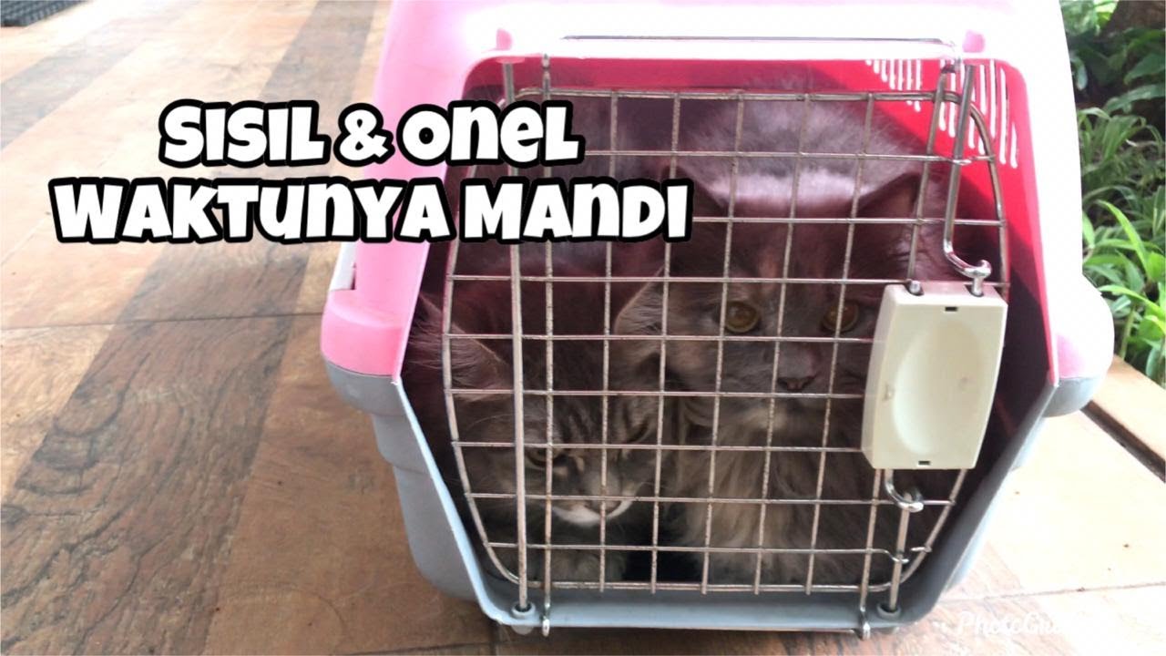 Tempat mandiin kucing di Jakarta Selatan RECOMMENDED!!! - YouTube