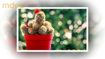 [PHONG THỦY] Đặt cây xương rồng ở các vị trí này, bạn sẽ xui xẻo suốt đời