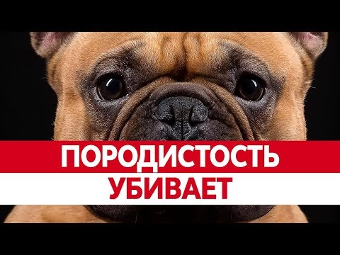 Чем плохи ПОРОДИСТЫЕ СОБАКИ? Болезни собак и их особенности