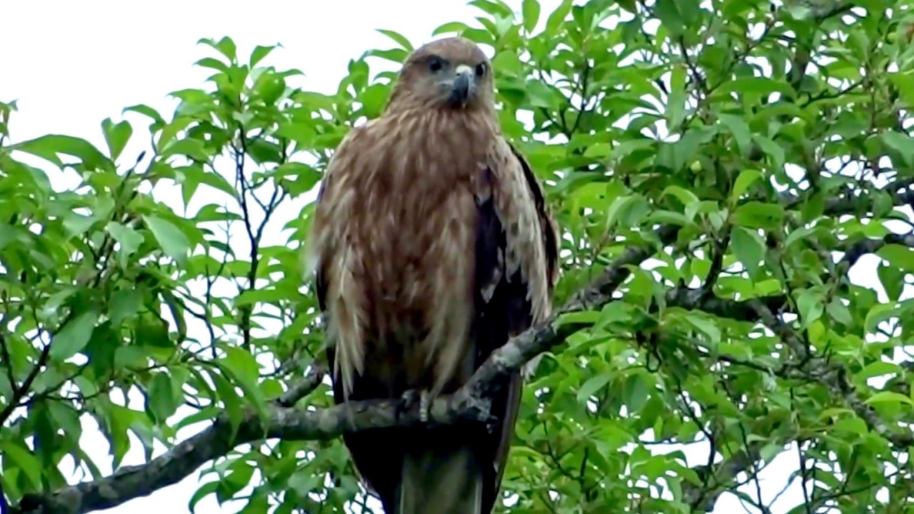 トンビ の 鳴き声