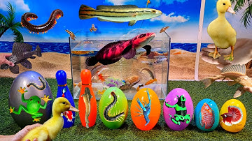 Tổng hợp video cá cảnh đẹp, động vật dễ thương, khủng long, cá betta, cá vàng, ếch xanh