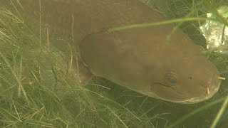 Weed Access  Grand Isle Lake Champlain Vermont Underwater