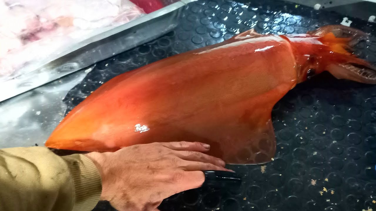 Choukka Fish Squid/Chokka Jigging - YouTube