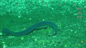 ROV SuBastian Dive 129- Hydrate Ridge South - Adaptive Robotics