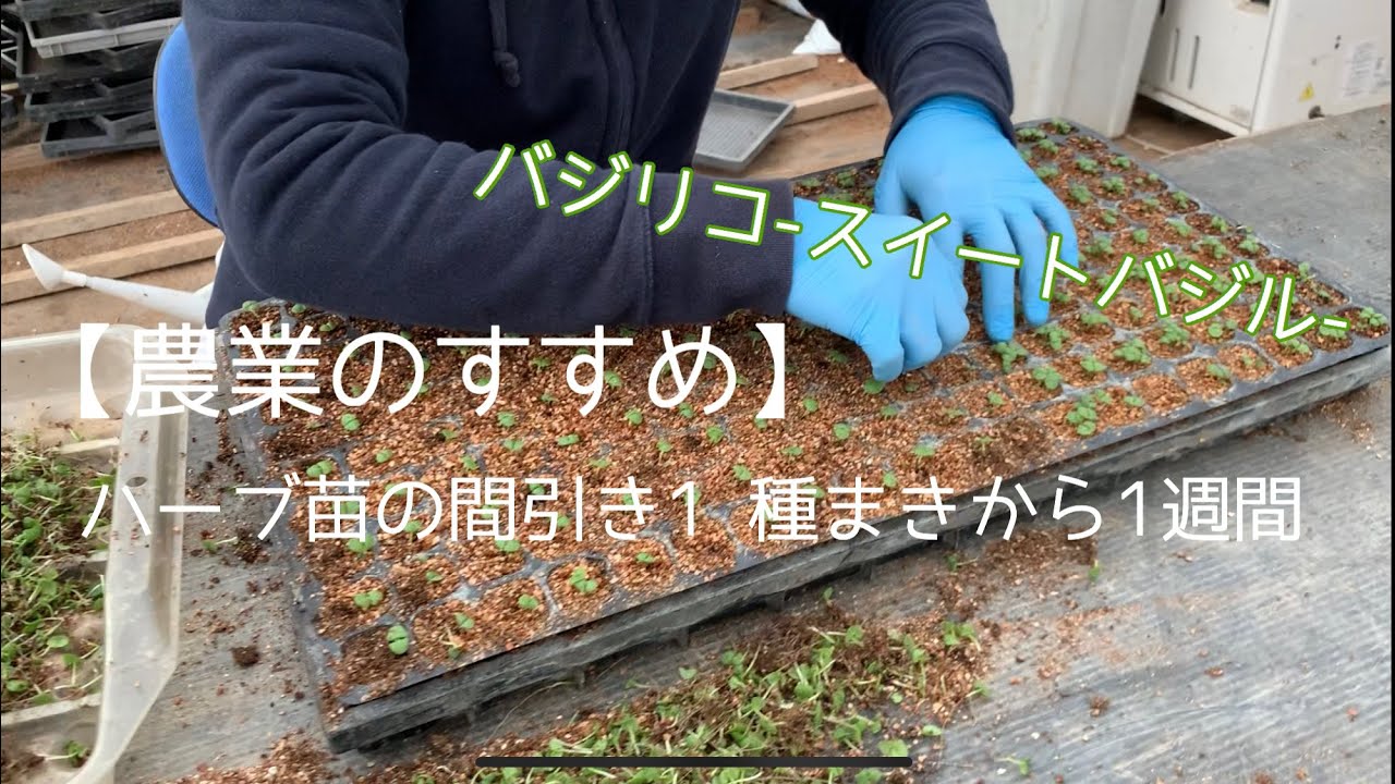 農業のすすめ ハーブ苗の間引き1 バジルの苗 スイートバジル Herb Basilico Youtube