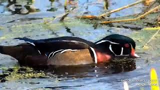 Mississippi River Flyway Cam. A beautiful male Wood Duck - explore.org 09-22-2021