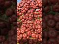 LEEA RUBRA or TANAMAN GIRANG GIRANG #girang #leeaindica #girangmerah #leearubra
