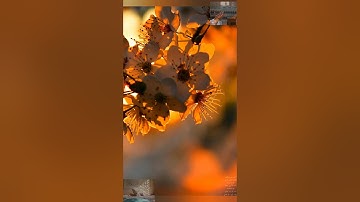 سورة الضحى       ( القارئ وديع اليمنى ) -(Wadee Al Yemeni) Al-Duha   Surah