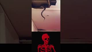 troll face snake
