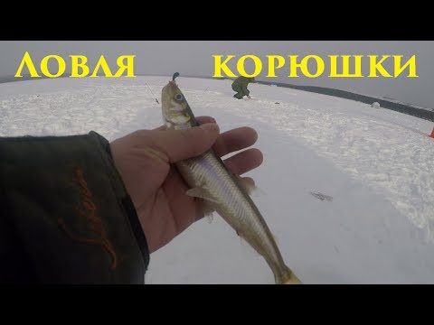 Ловля корюшки зимой на имандре, ловля корюшки зимой Честно сказать,на Ловля корюшки зимой на имандре, ловля корюшки зимой Честно сказать,на