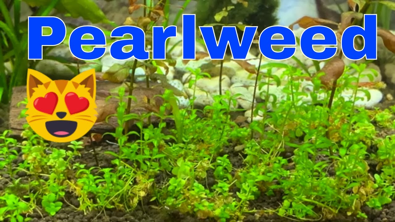 Pearlweed Carpet Plant The Easiest Carpet Plant YouTube