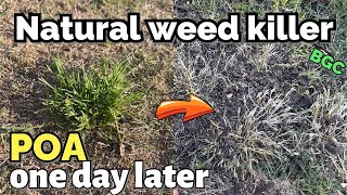 One DAY Natural Weed killer , kills POA and Crabgrass for FREE