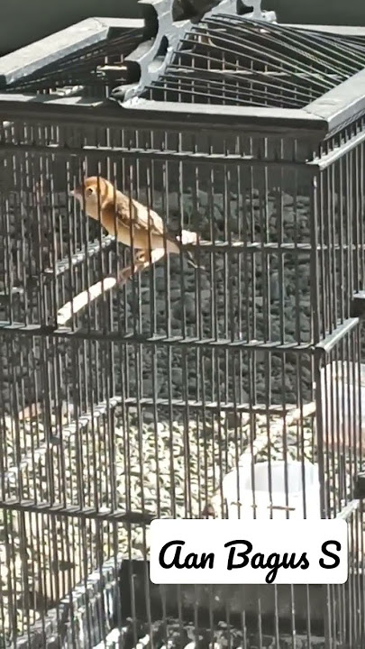 Cici padi kepala merah #cimer #salome