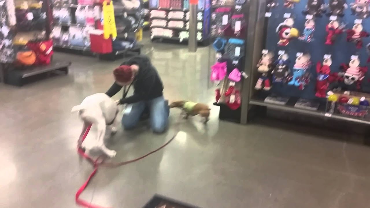 Grand entrance at Bethany PETCO unleashed YouTube