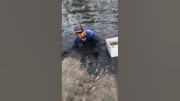 Cận Cảnh Thu Hoạch Tôm Càng Xanh Ở Miền Tây Xem Đã Con Mắt #shorts