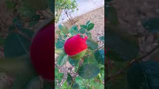 Rosas rojas y amarillas 💗💛