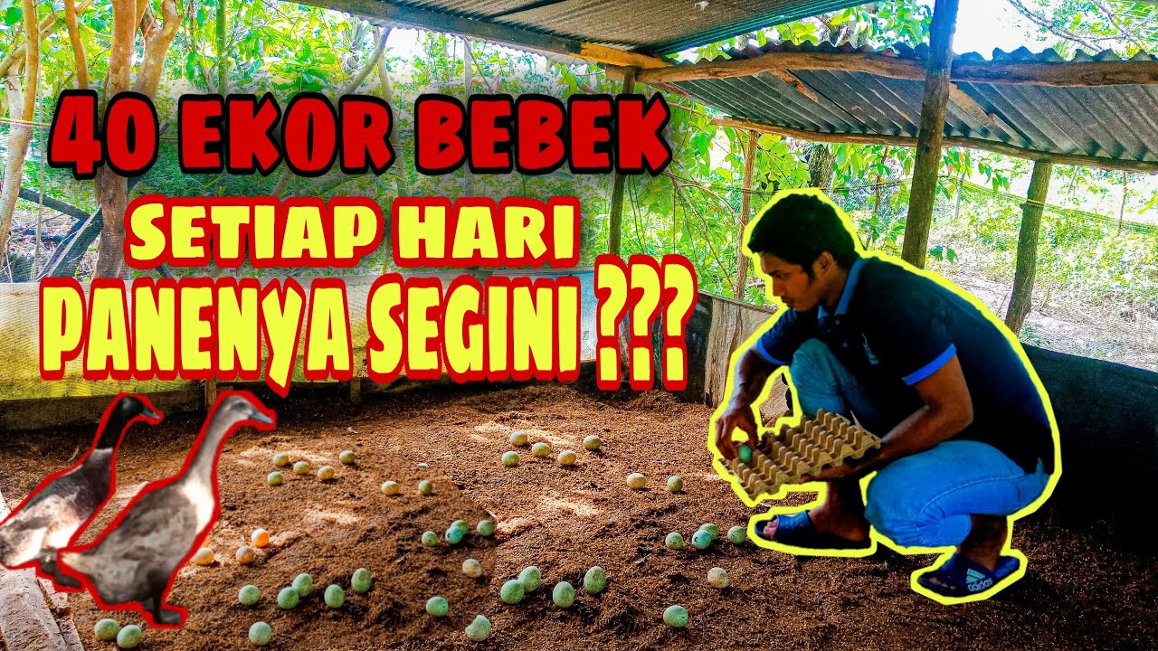 KEUNTUNGAN TERNAK BEBEK PETELUR SKALA KECIL 