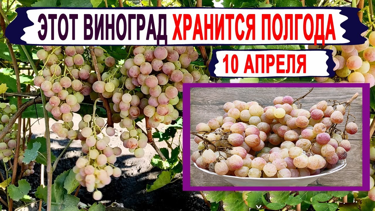 Уход и профилактика заболеваний
