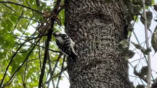 Woody the Woodpecker in Action