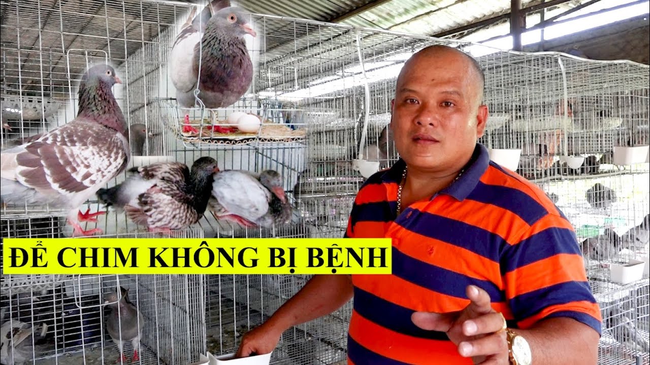 Tiết lộ cách chăm sóc để chim Bồ Câu nuôi không bị bệnh, không chết | Nông dân làm giàu