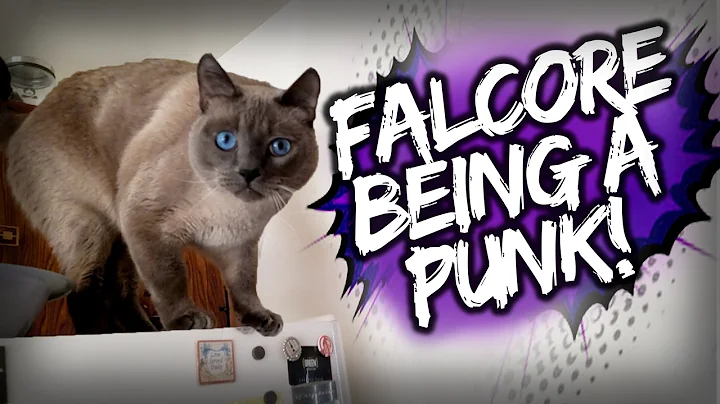 Watch the video about My Cat Being a Punk