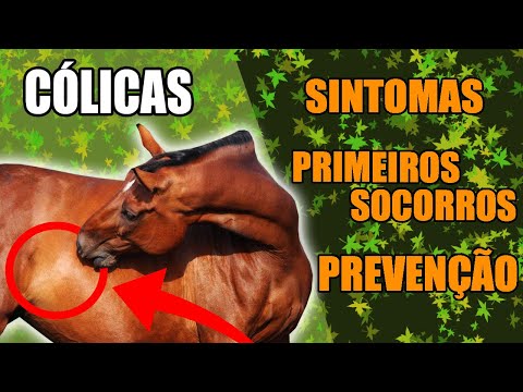 Cólica em Cavalos, que mal é esse que mata os animais?